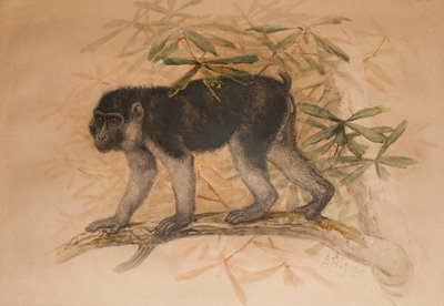 Ashy-black Macaque (Macacus ocreatus) by Joseph Wolf